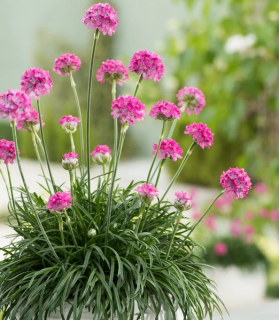 Armeria maritima 'Abbey Deep Rose'
